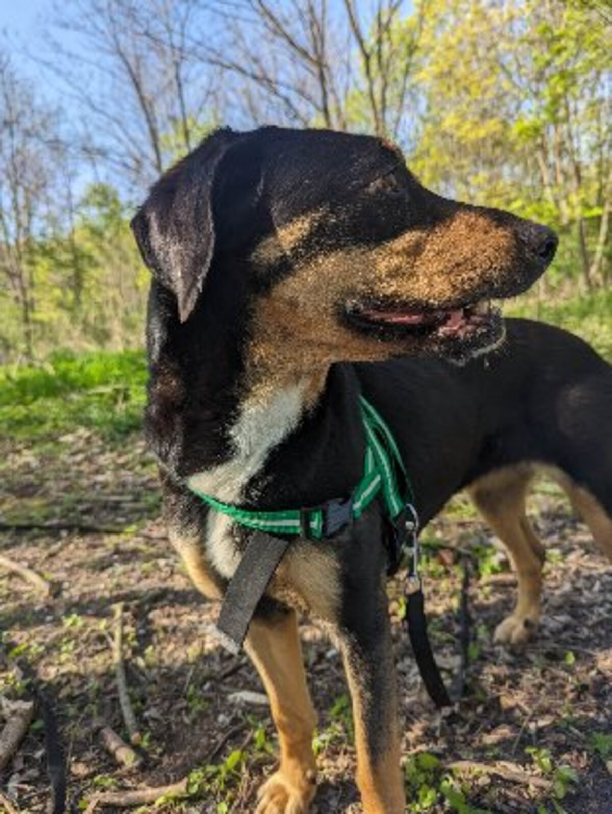 Adoption Joona