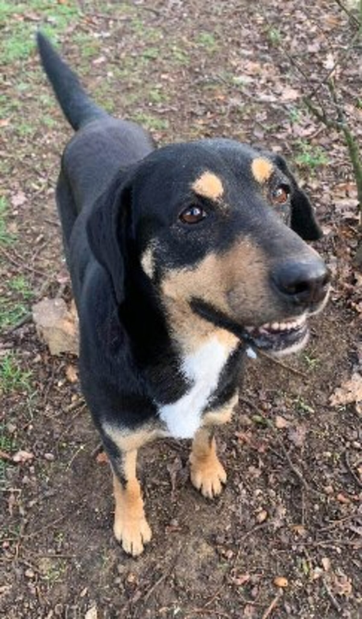 Adoption Joona