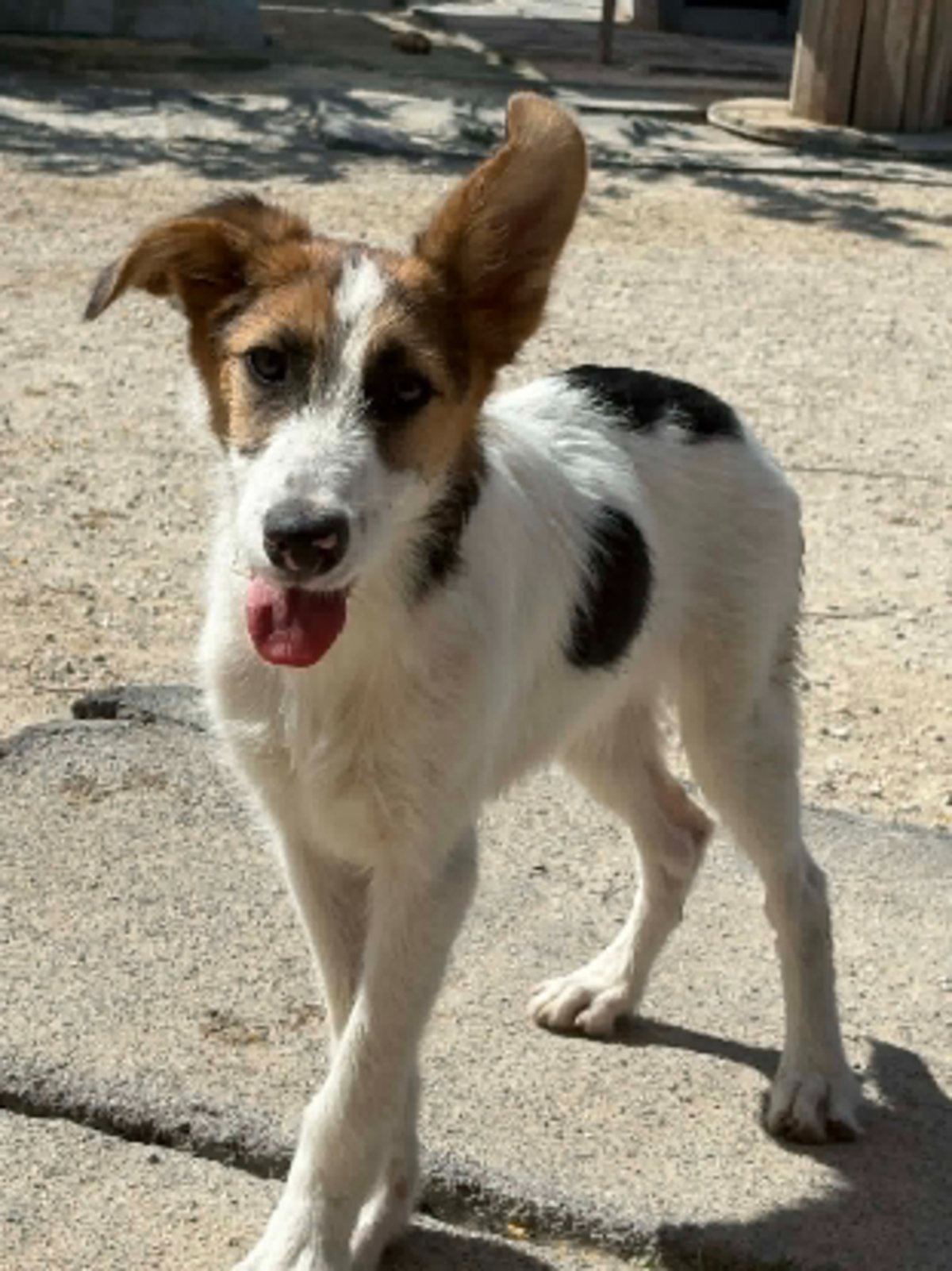 Adoption Jorge jr