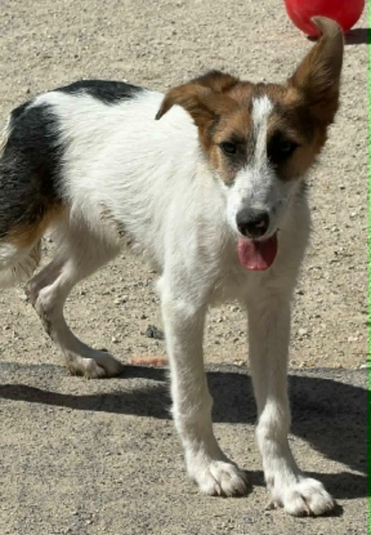 Adoption Jorge jr