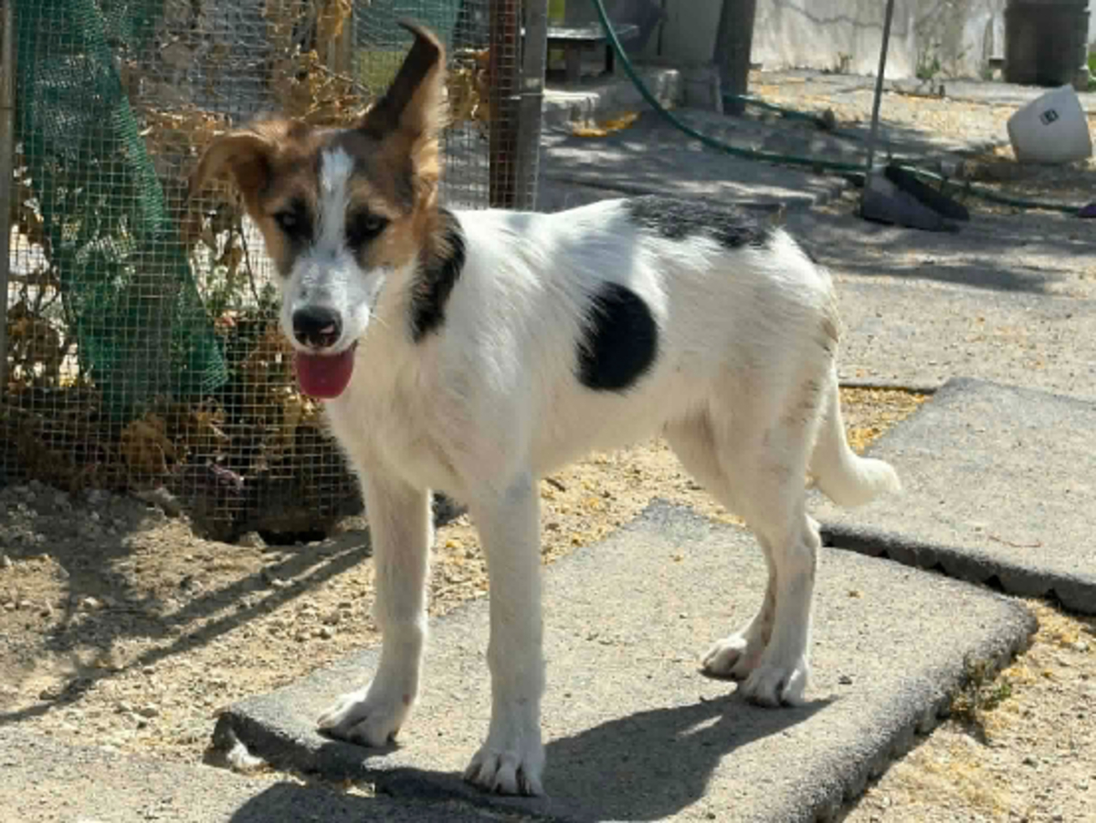 Adoption Jorge jr
