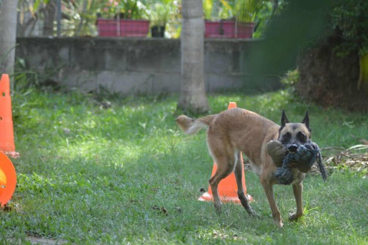 Adoption Joy