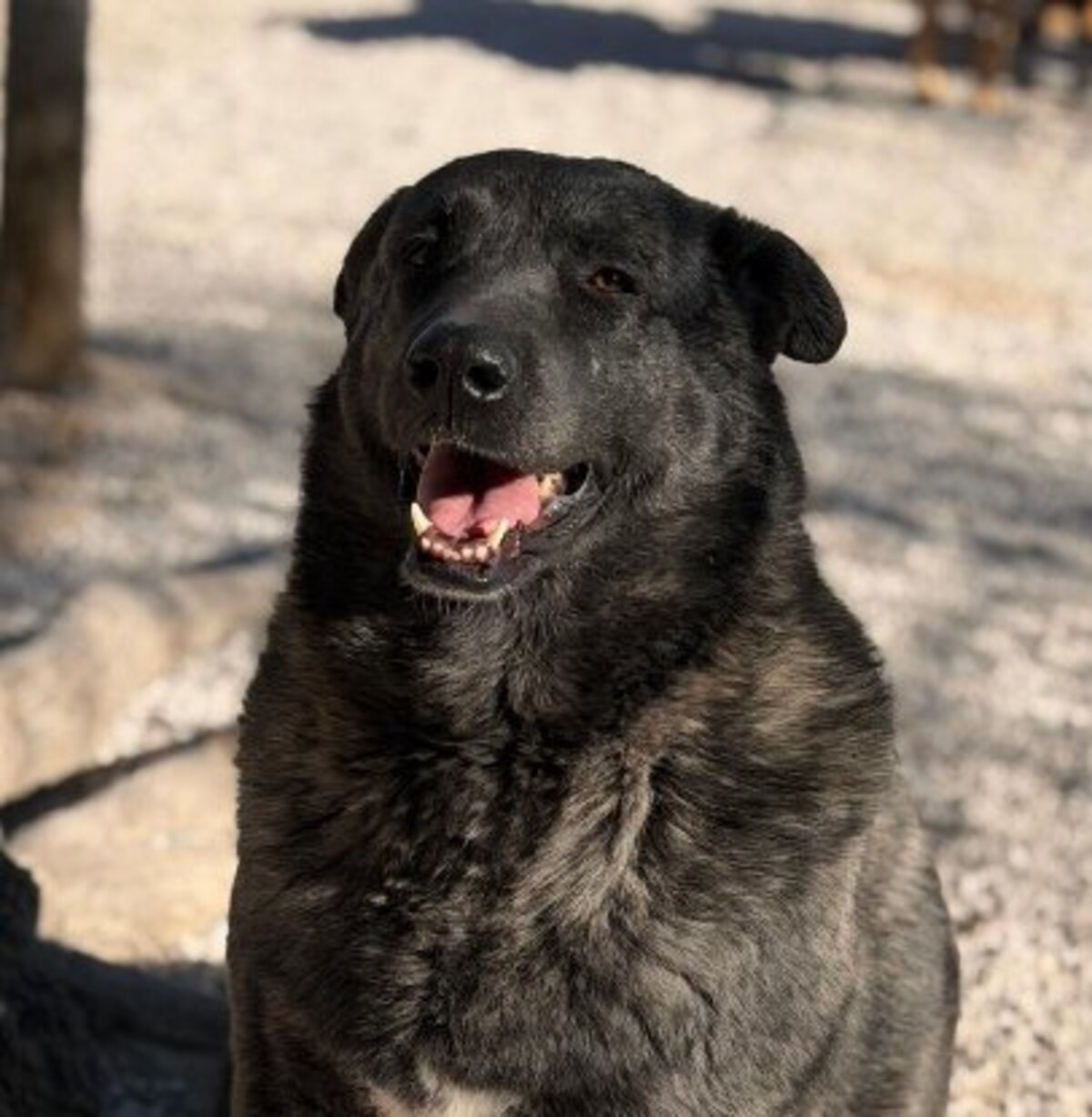 Adoption Judit