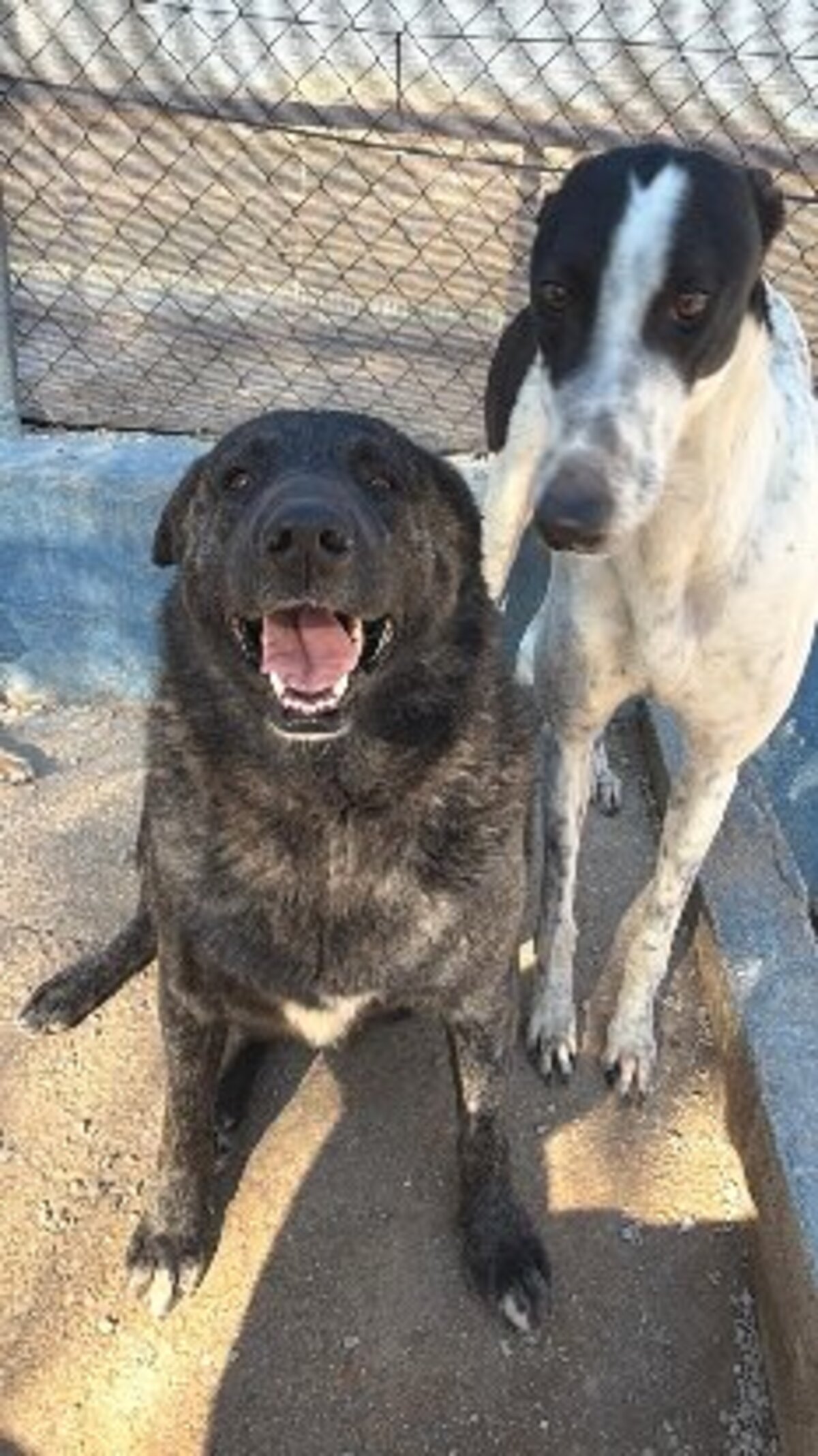 Adoption Judit