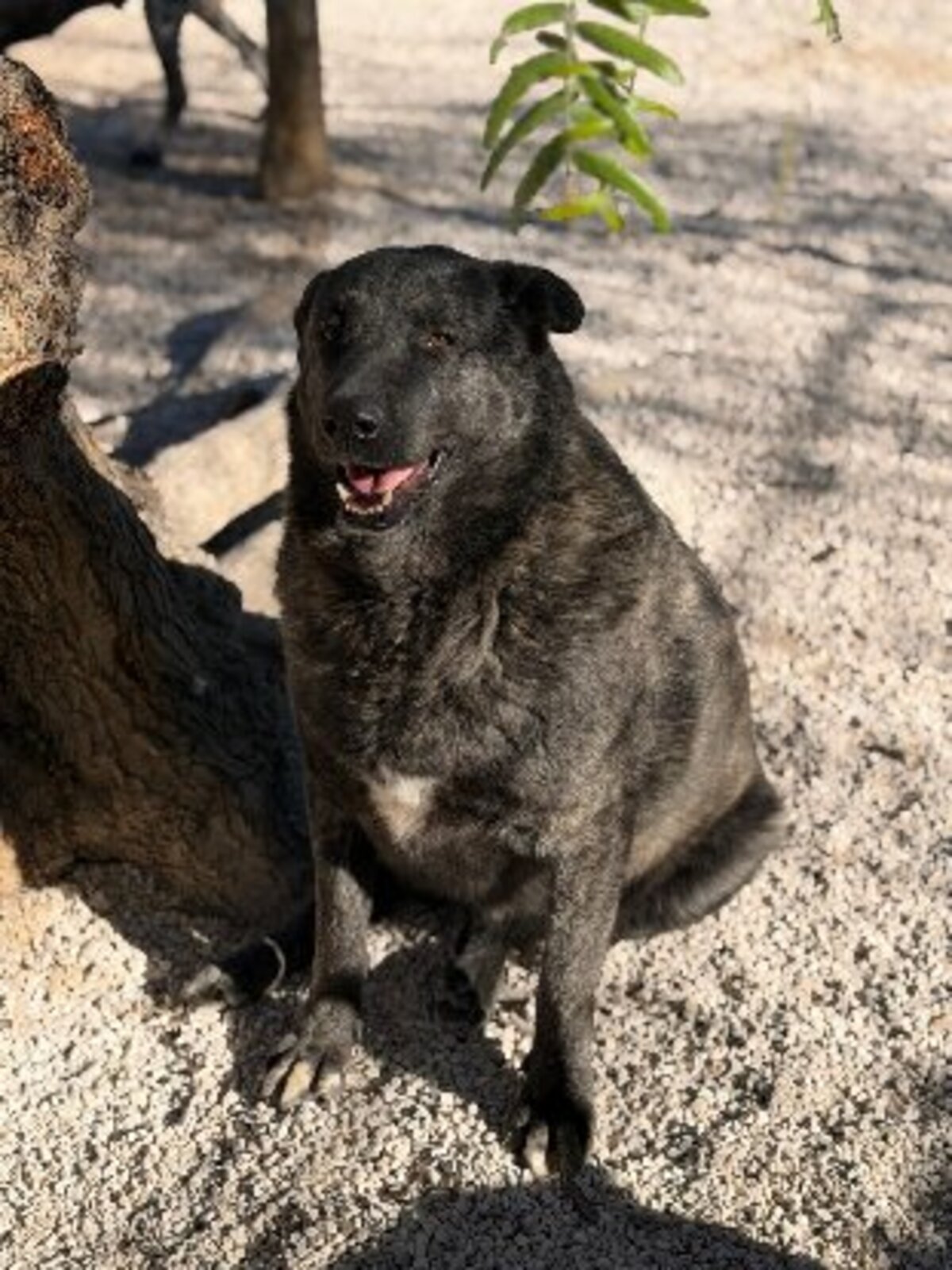 Adoption Judit
