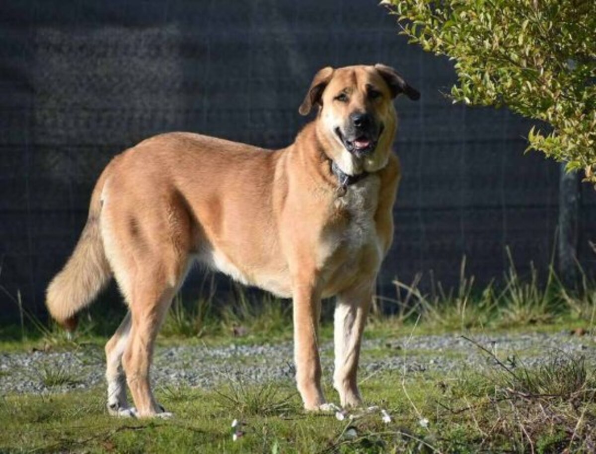 Adoption Julietta