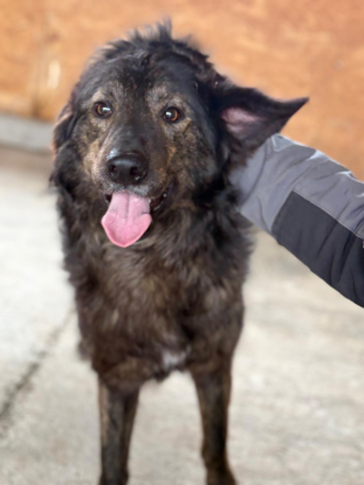 Adoption Jumbilo