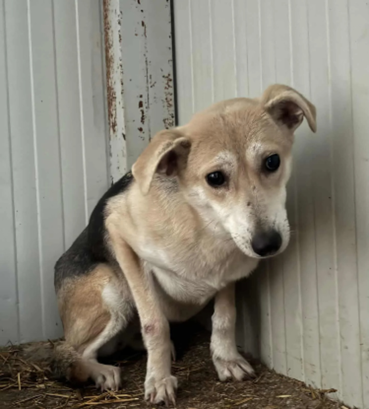 Adoption June