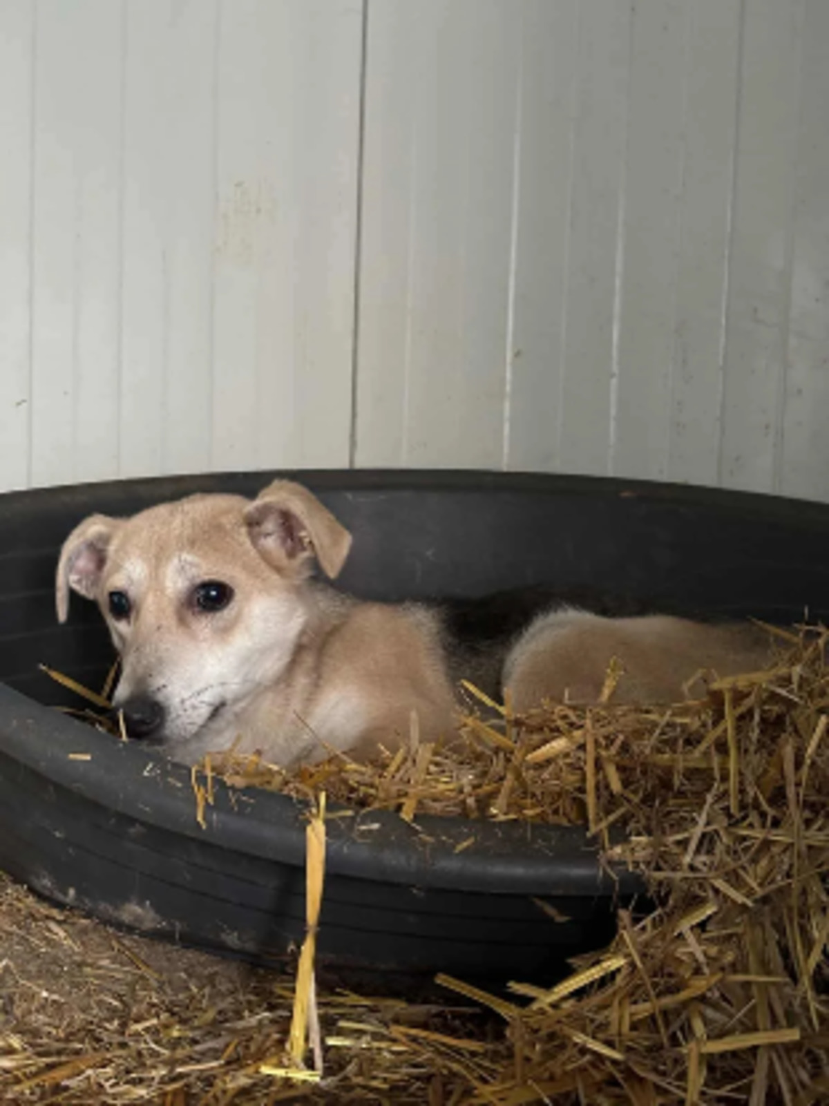 Adoption June