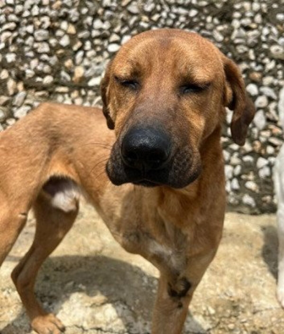 Adoption Kahu