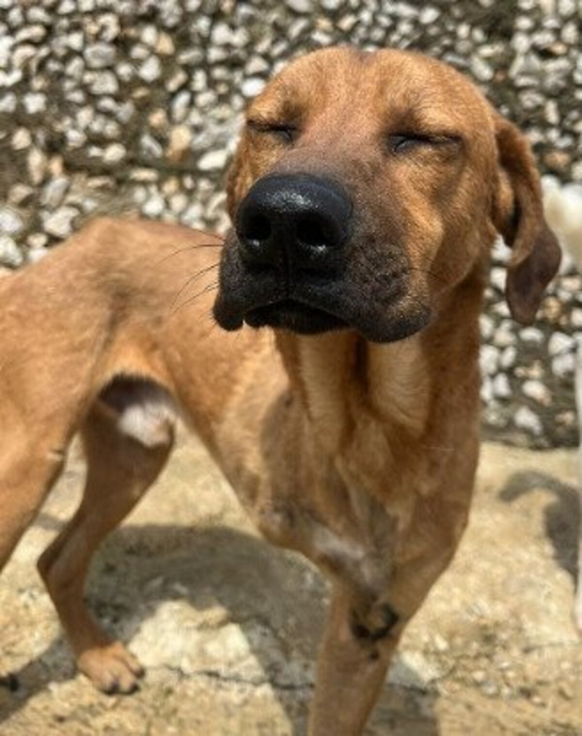Adoption Kahu