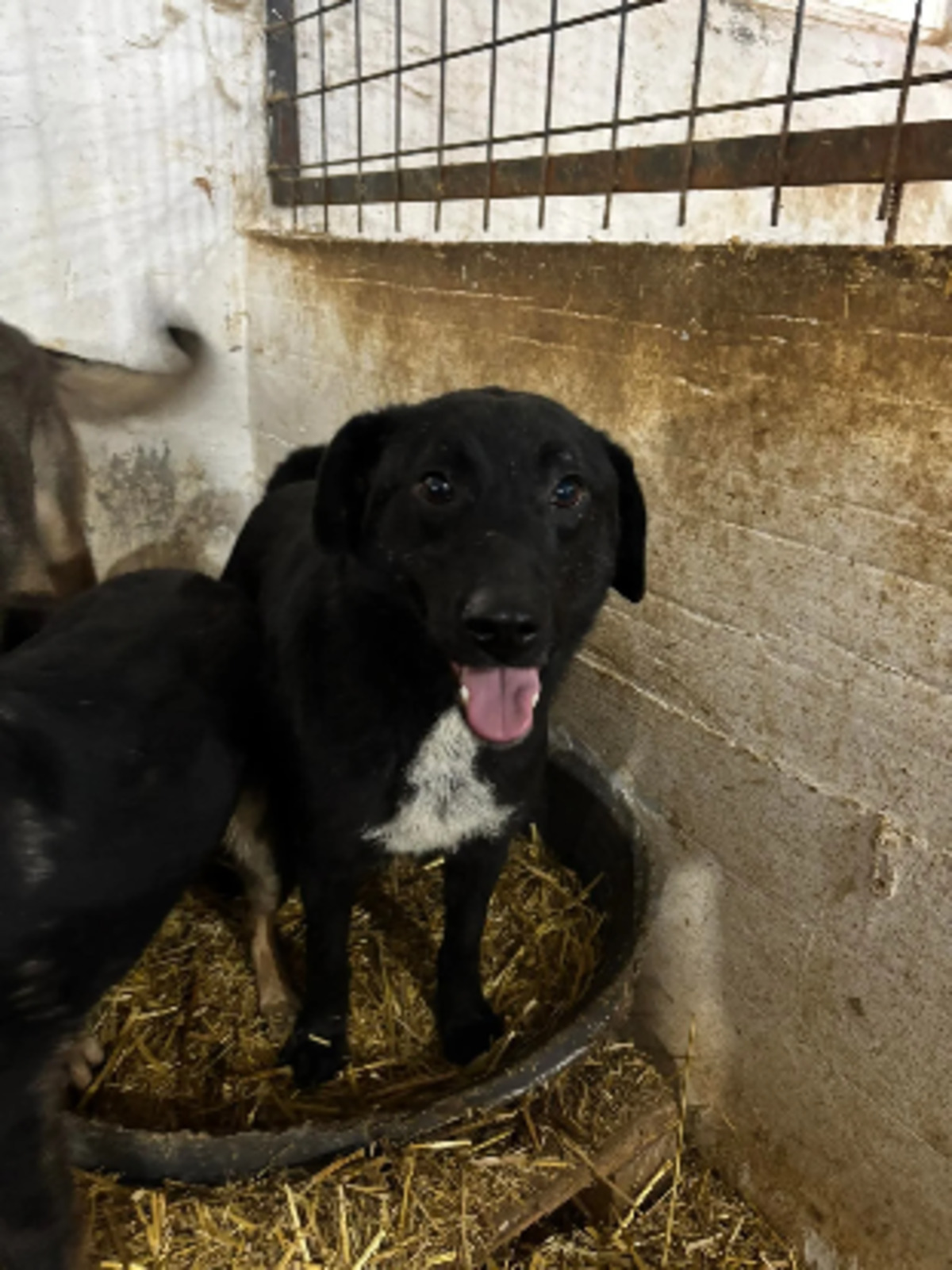 Adoption Kairos