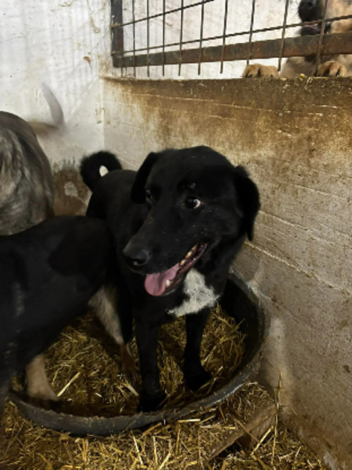 Adoption Kairos