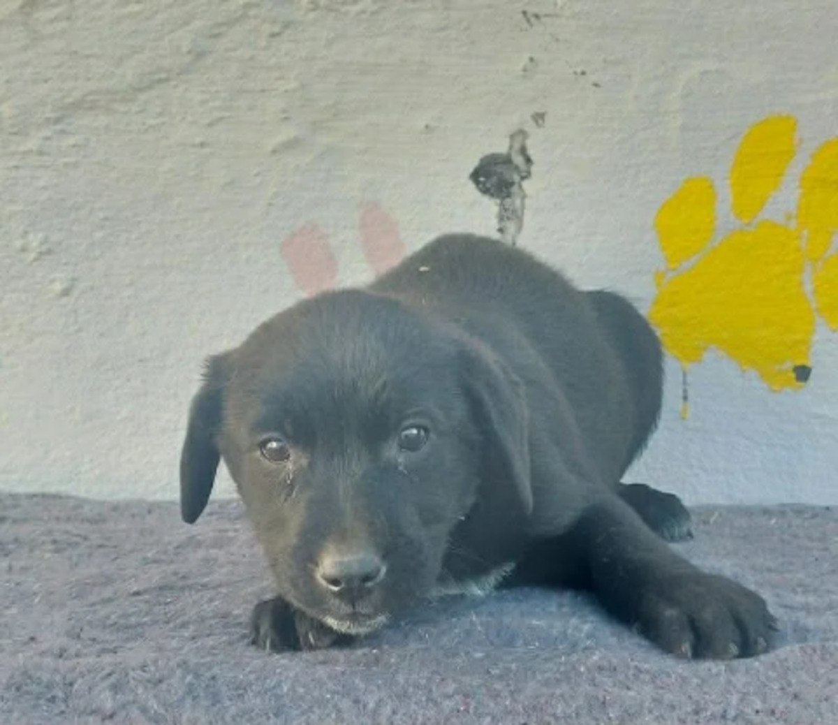 Adoption Kairos