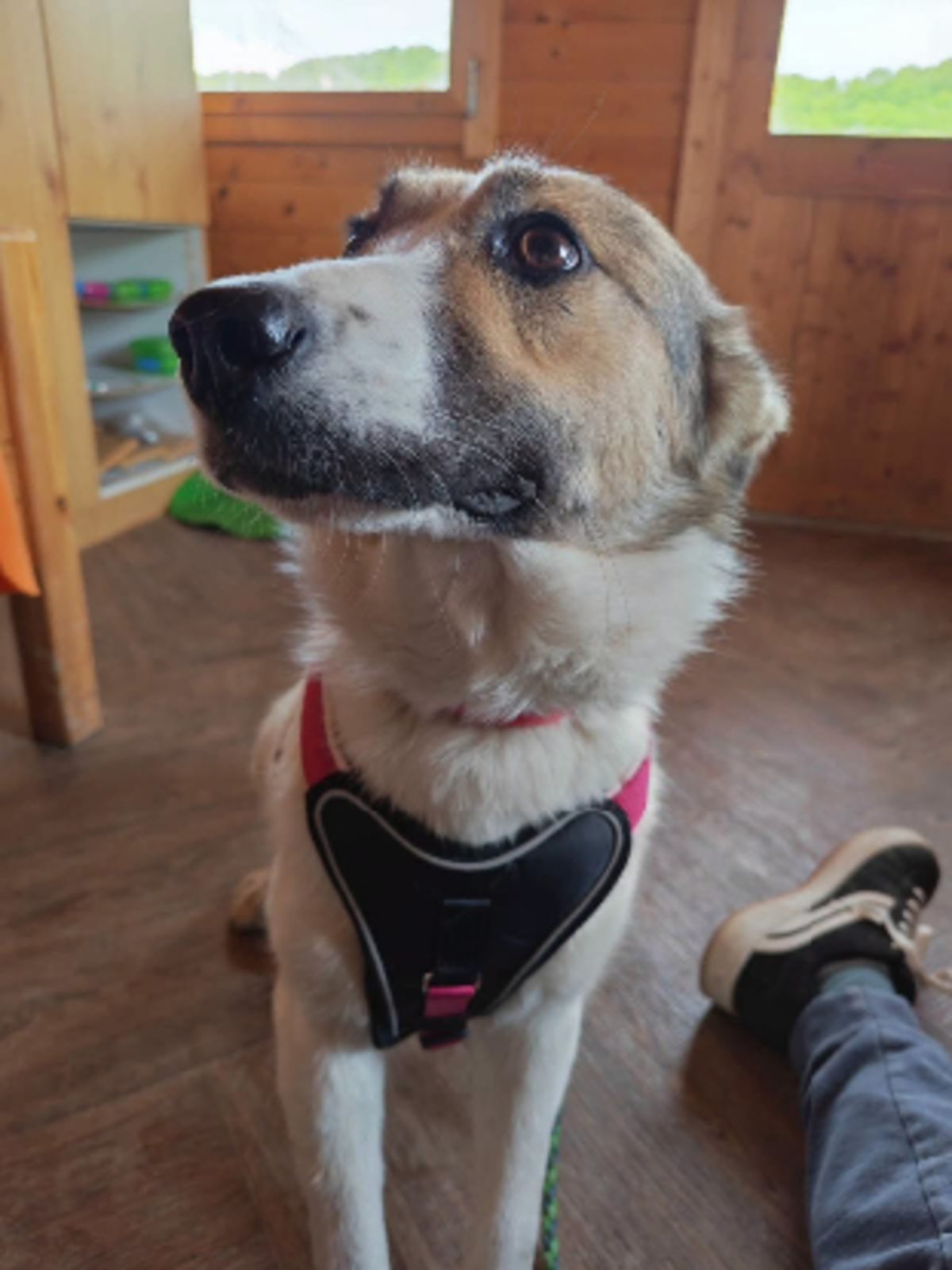 Adoption Kaitlyn