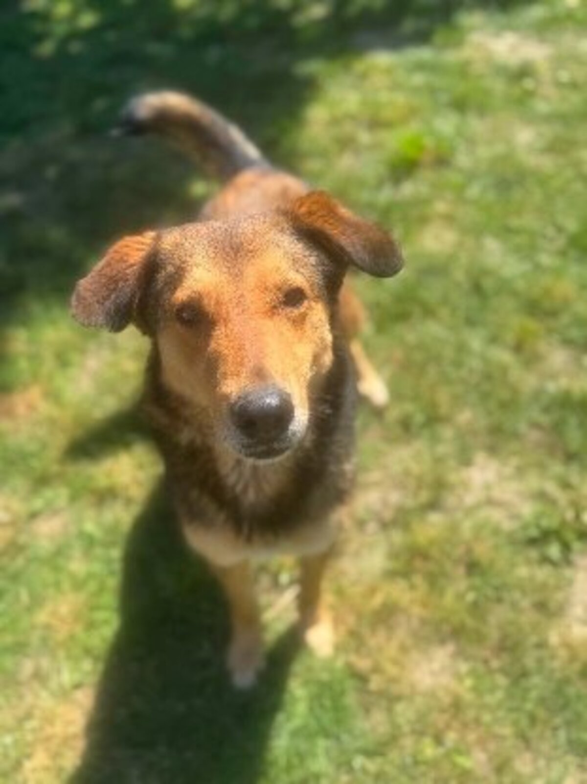 Adoption Kaito