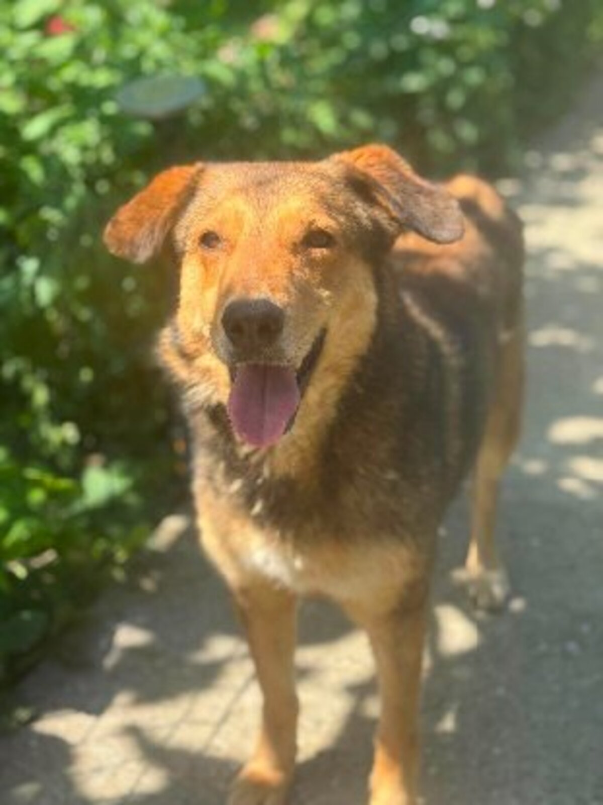 Adoption Kaito