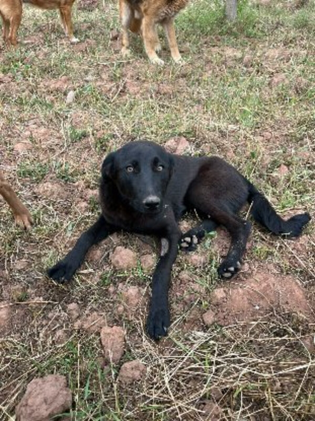 Adoption Kali