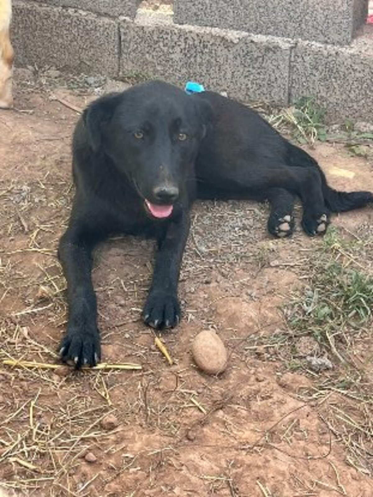 Adoption Kali