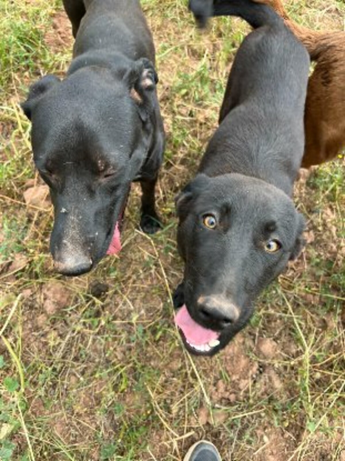 Adoption Kali