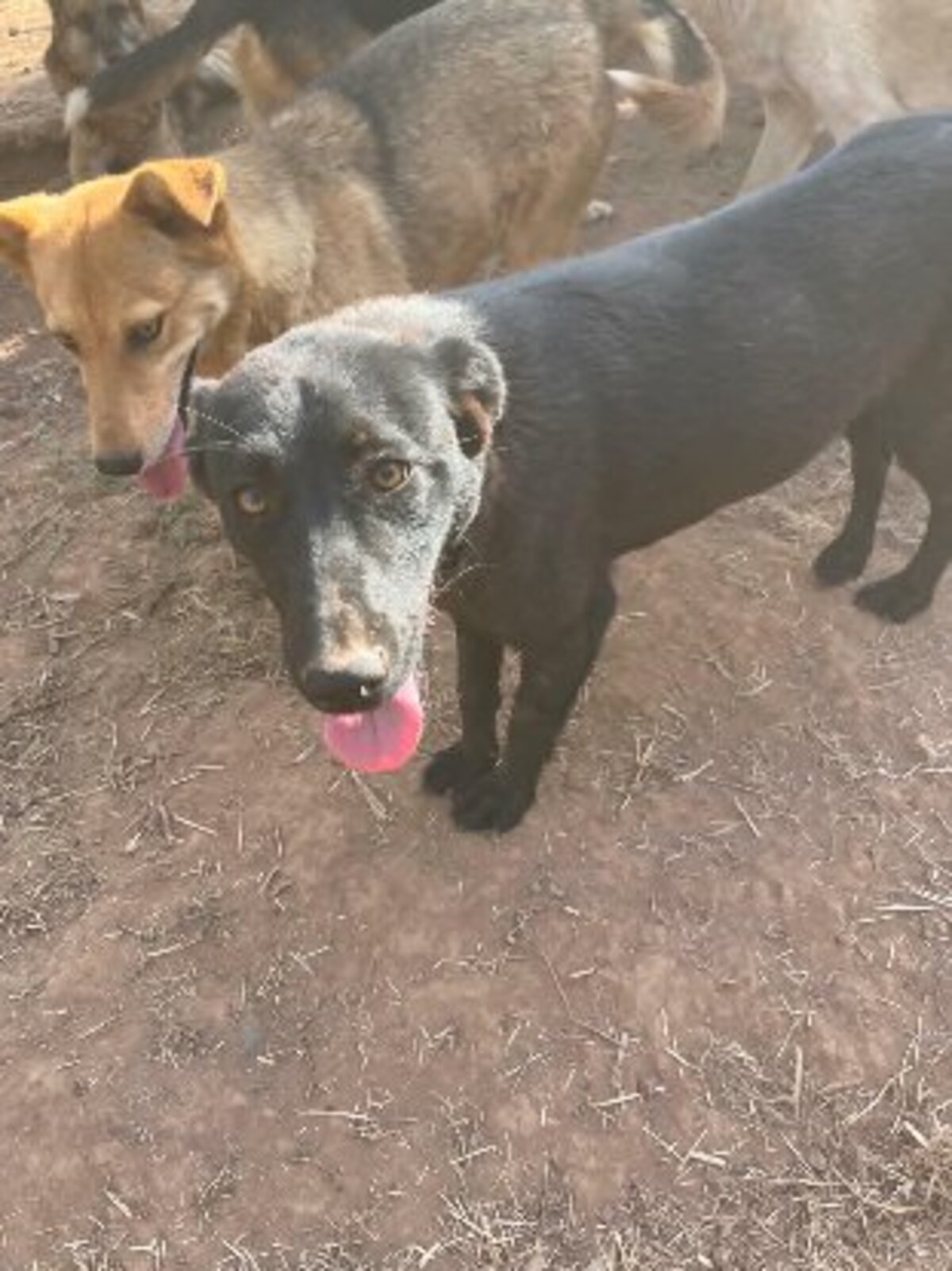 Adoption Kali