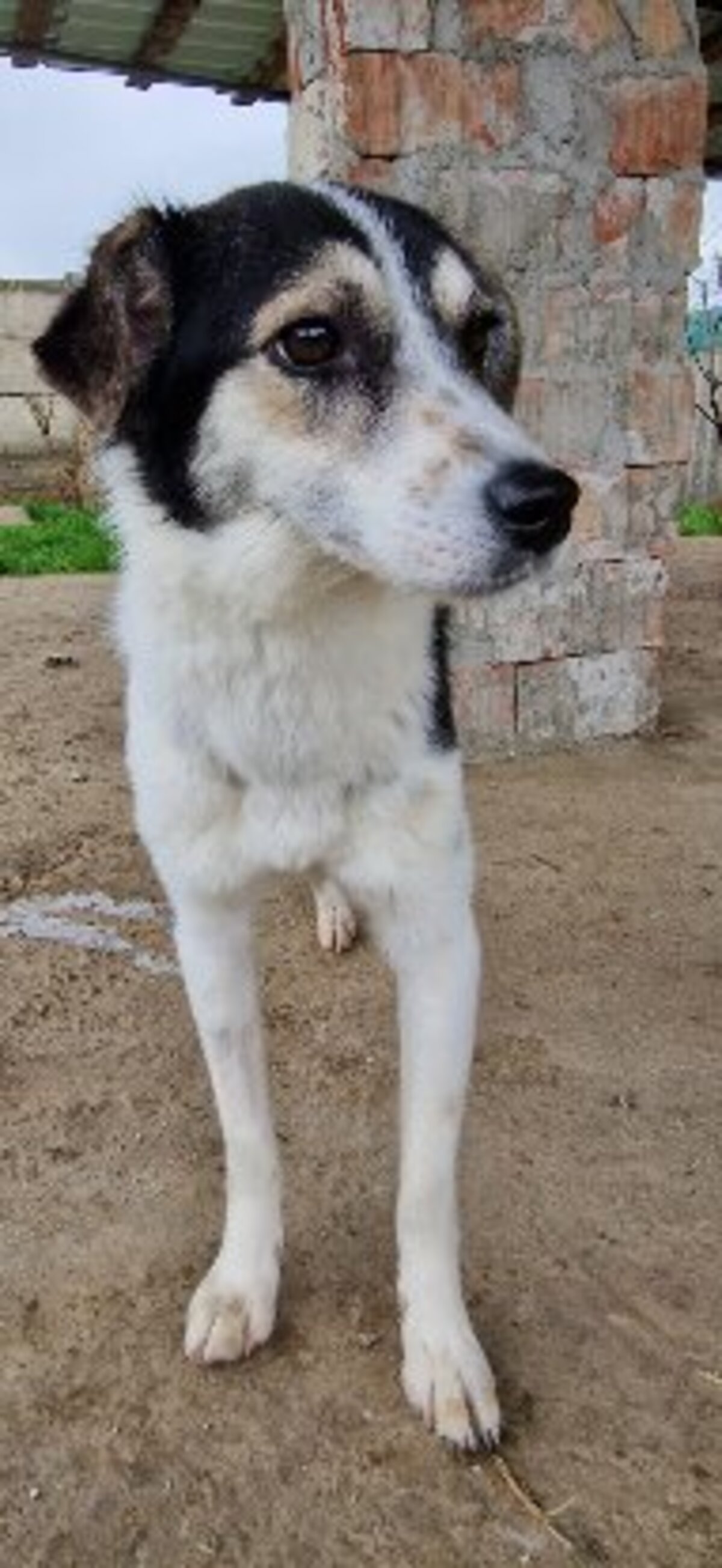 Adoption Karla