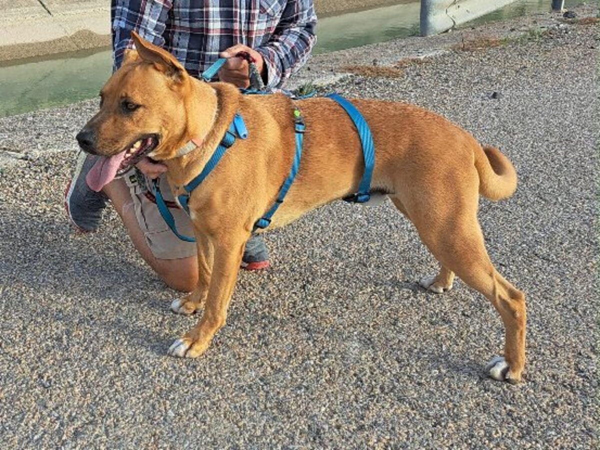 Adoption Karma