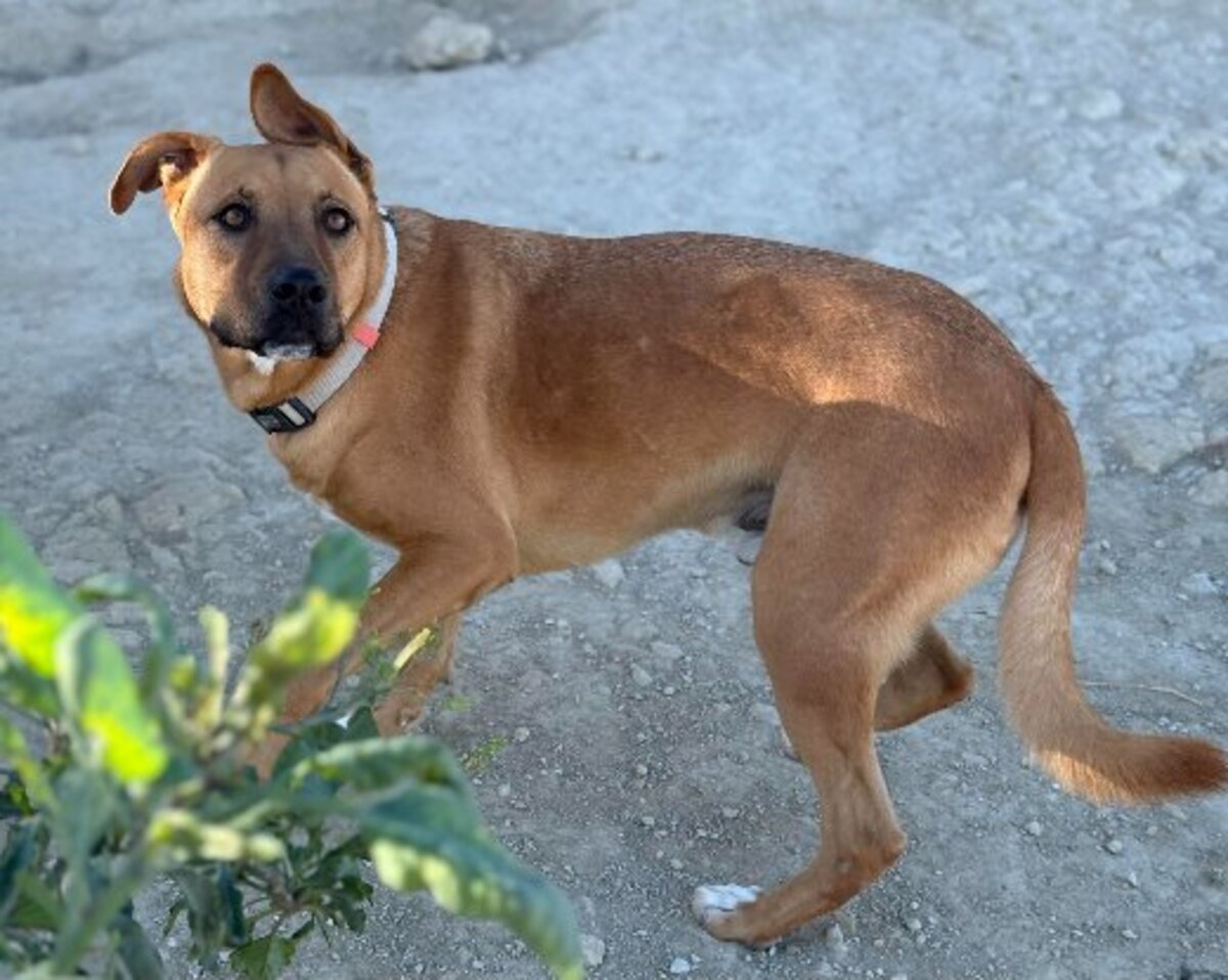 Adoption Karma