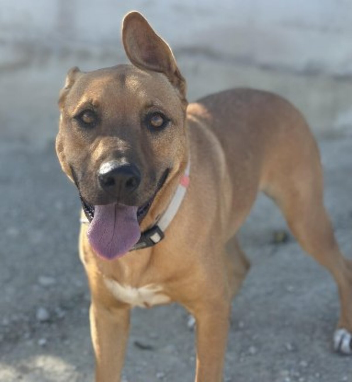Adoption Karma