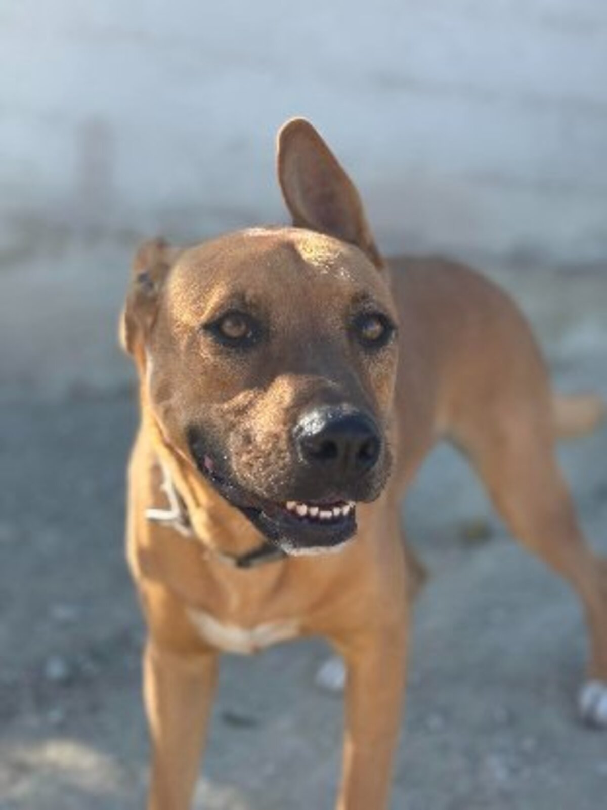 Adoption Karma