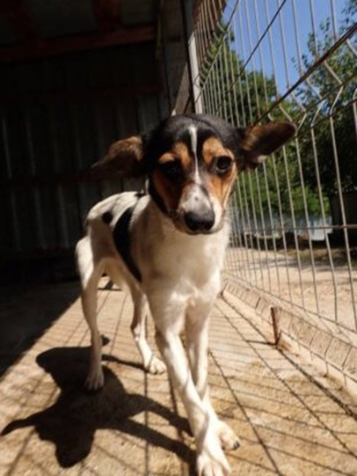 Adoption Katzuki