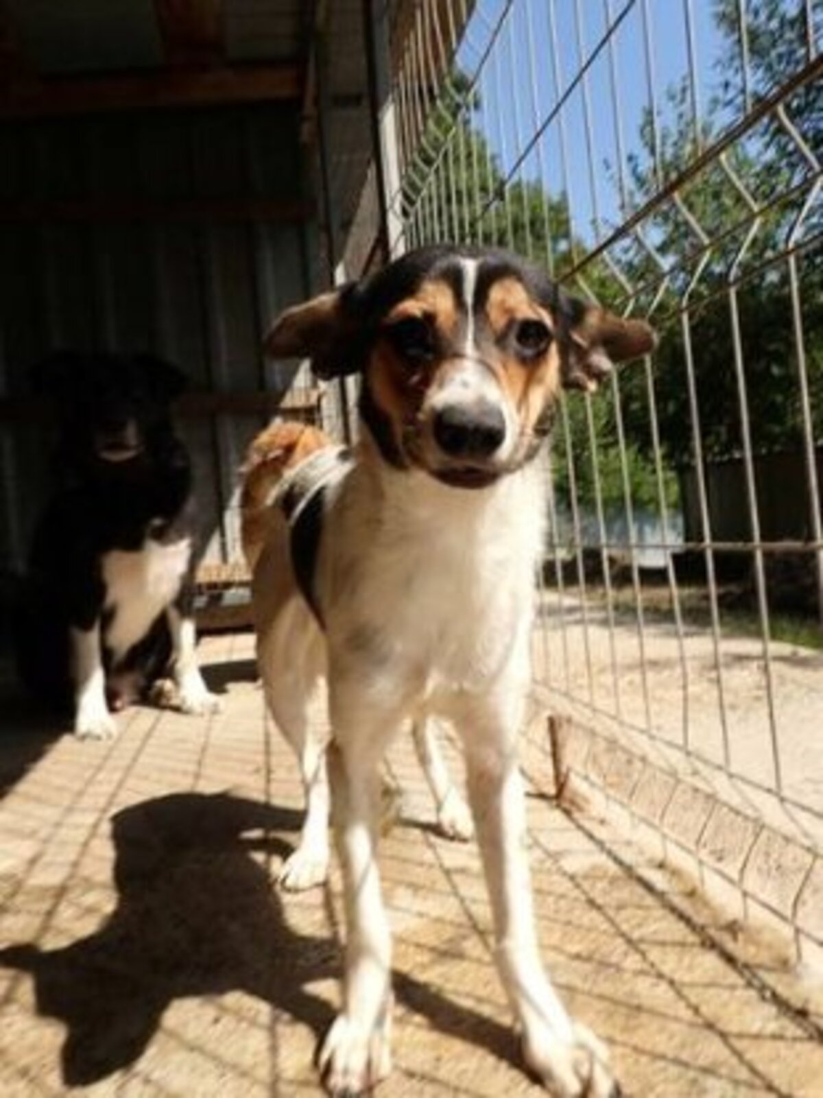 Adoption Katzuki