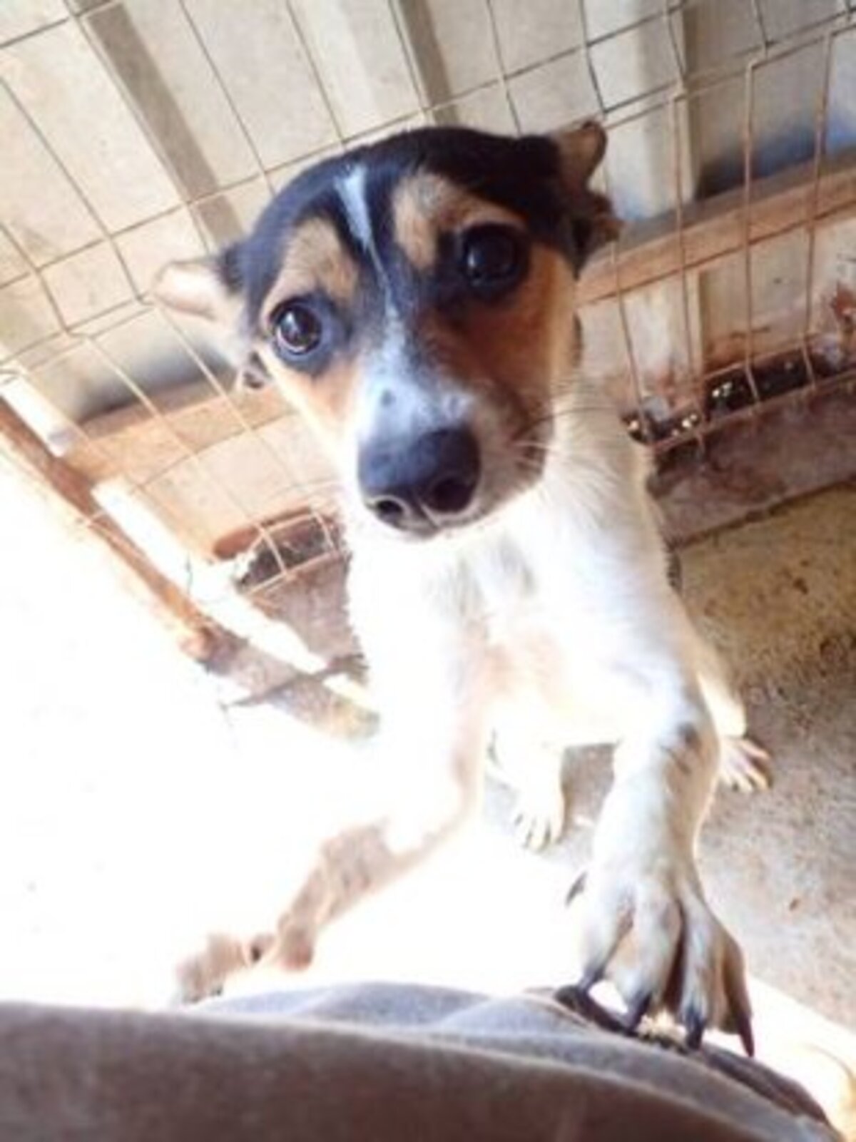Adoption Katzuki