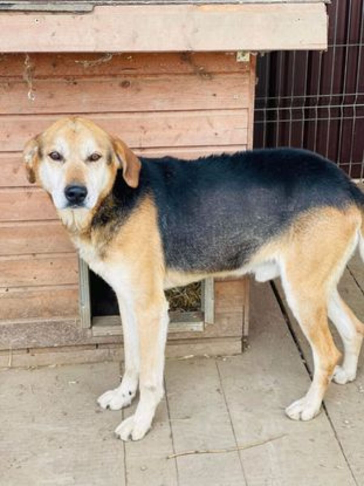 Adoption Keneay