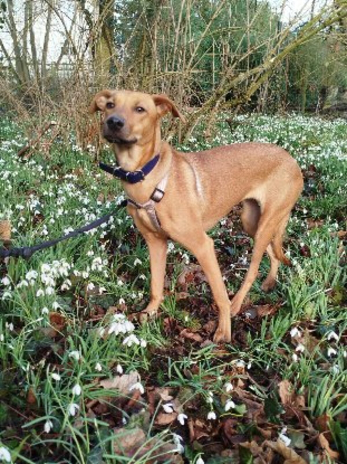 Adoption Kenza