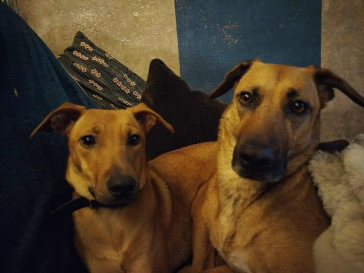 Adoption Kenza