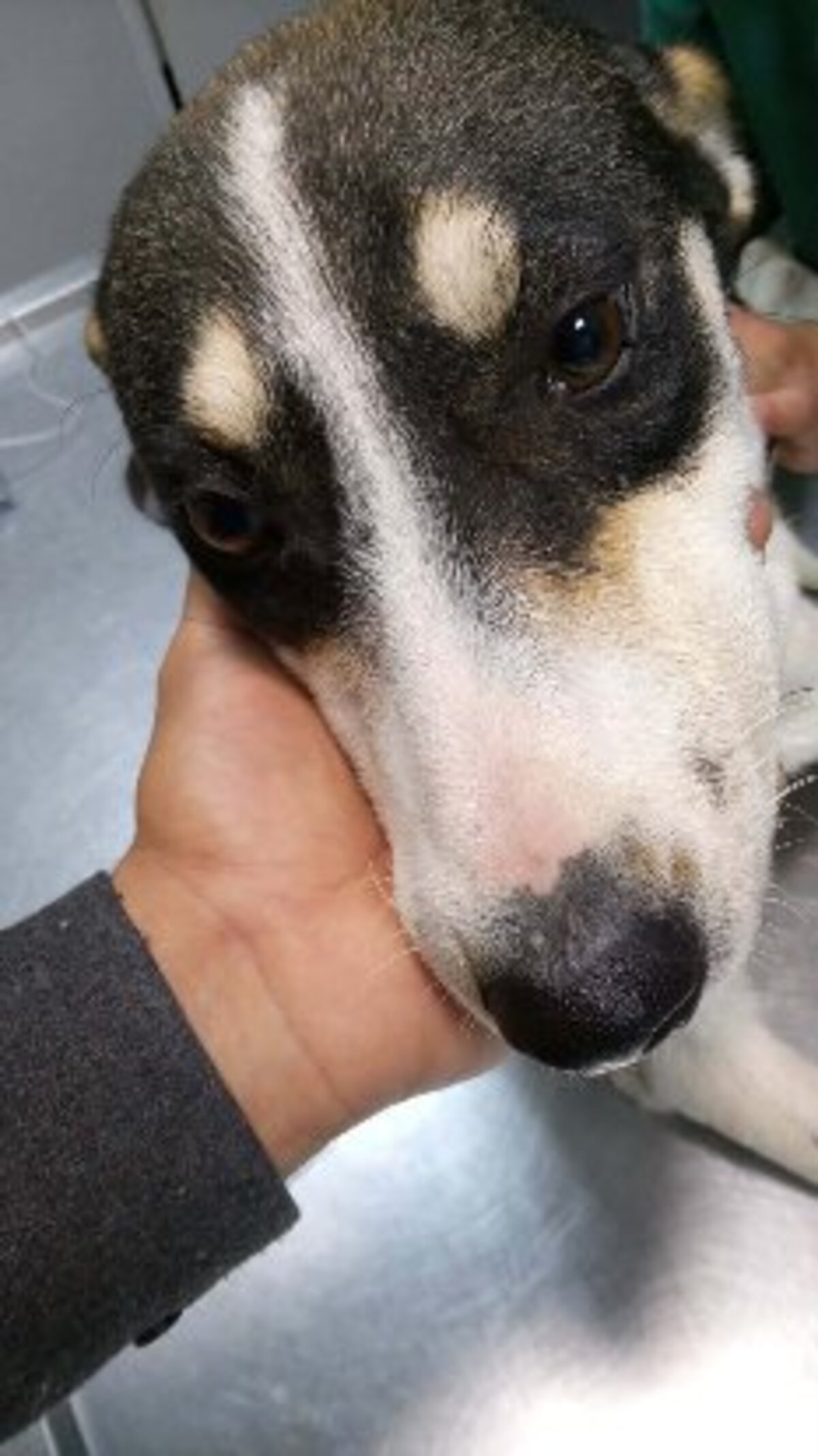 Adoption Kenza