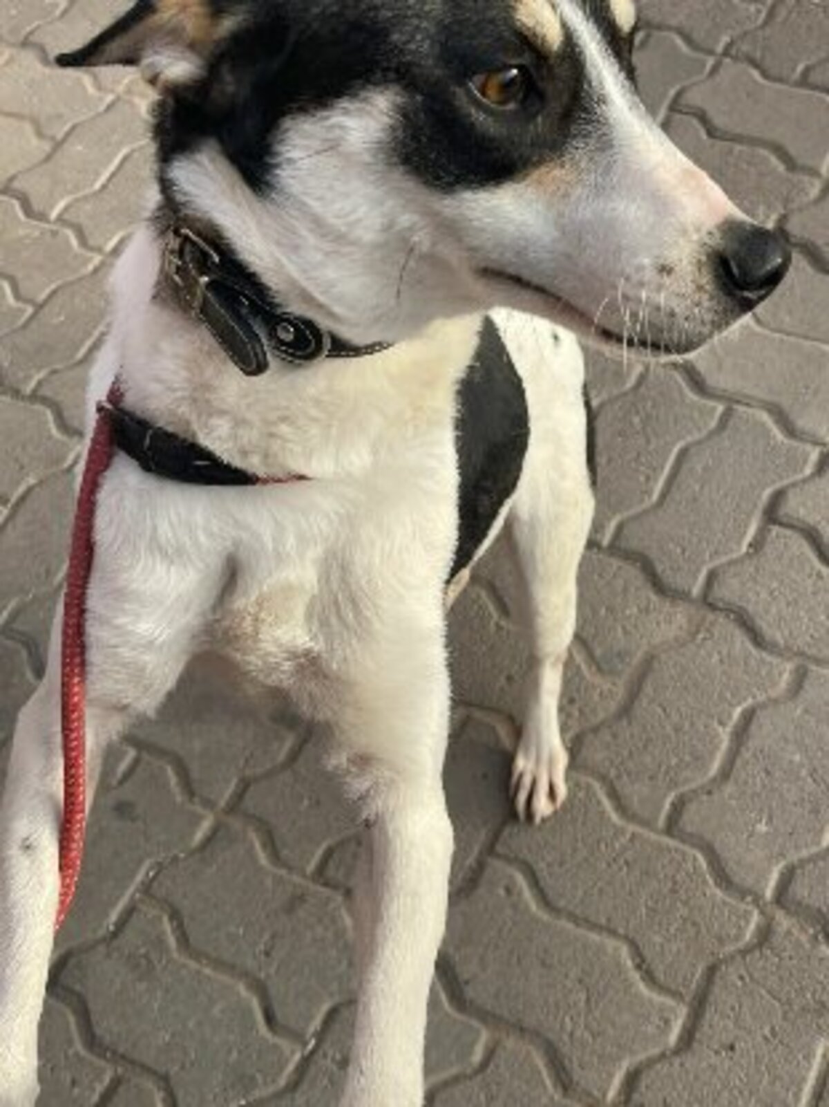 Adoption Kenza