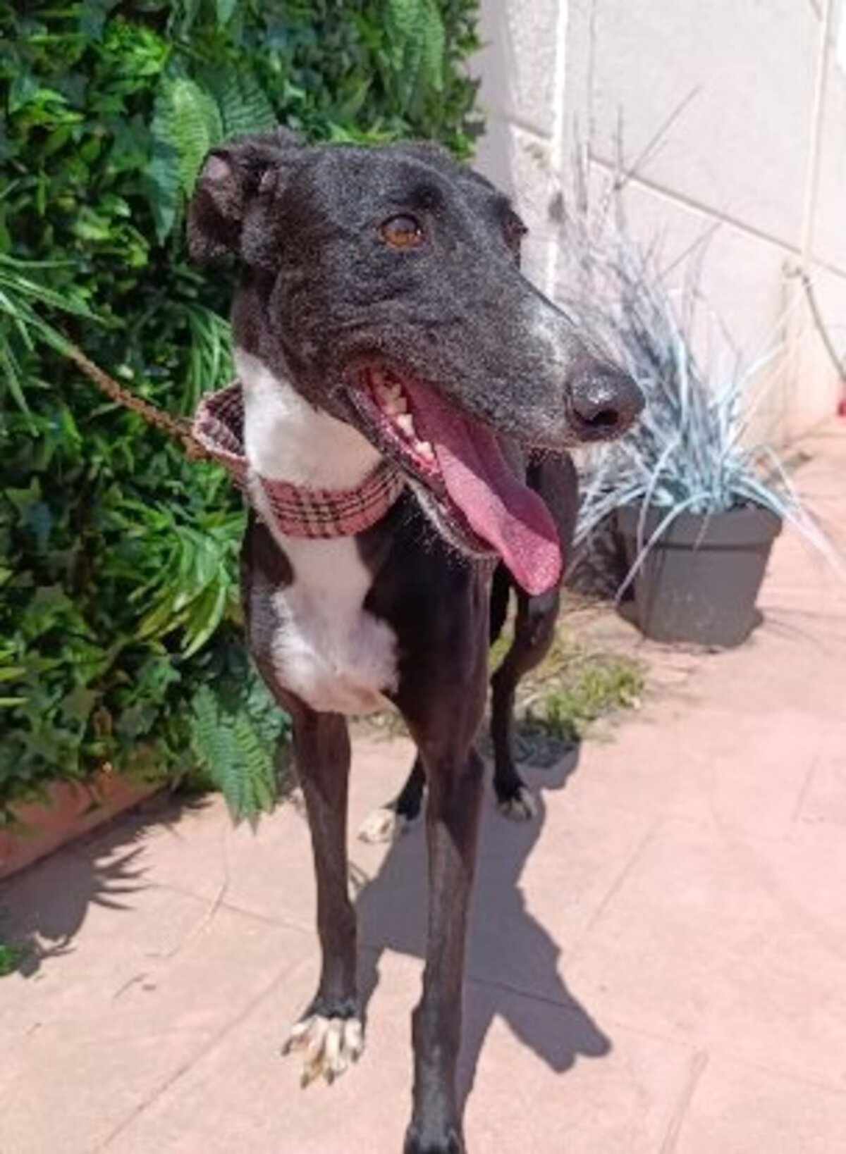 Adoption Kesia