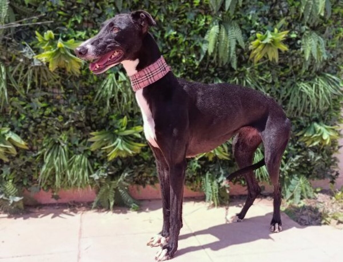 Adoption Kesia