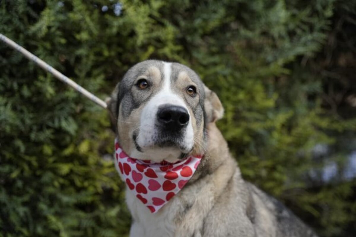Adoption Keyla