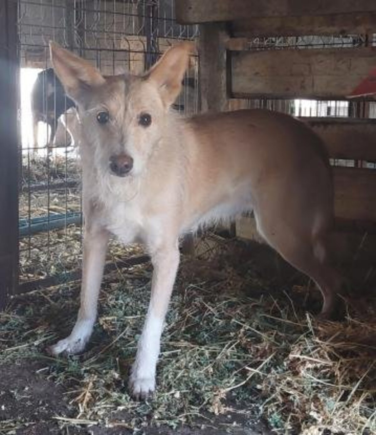Adoption Keyston