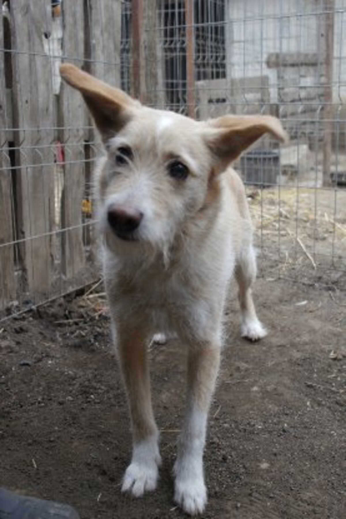 Adoption Keyston