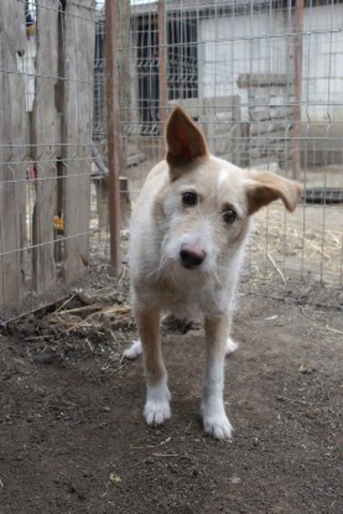 Adoption Keyston