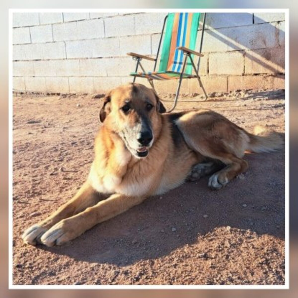 Adoption Kika