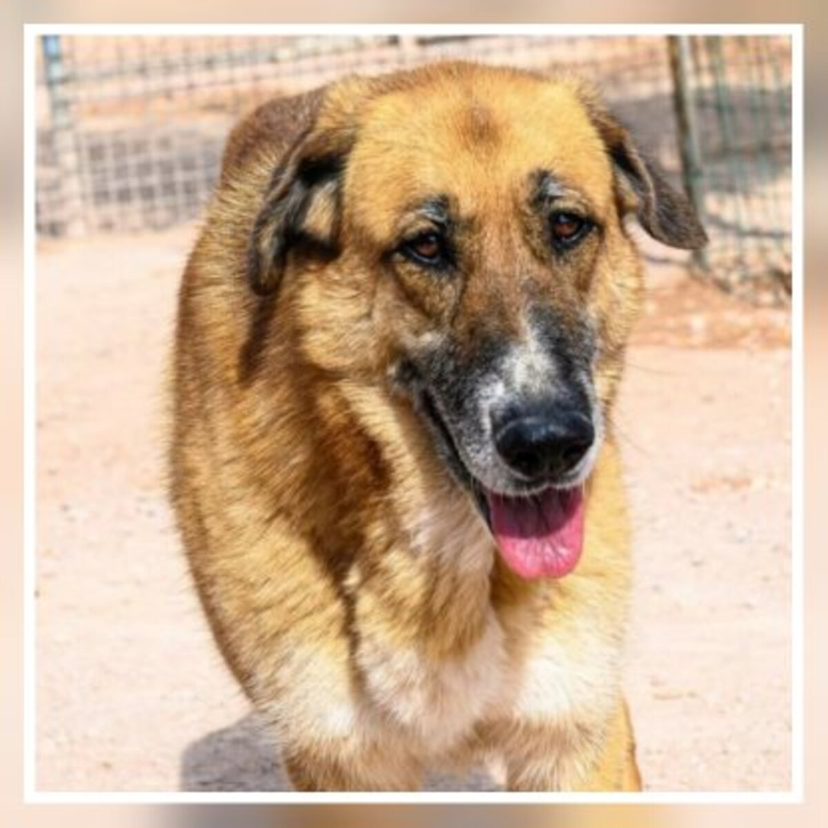 Adoption Kika