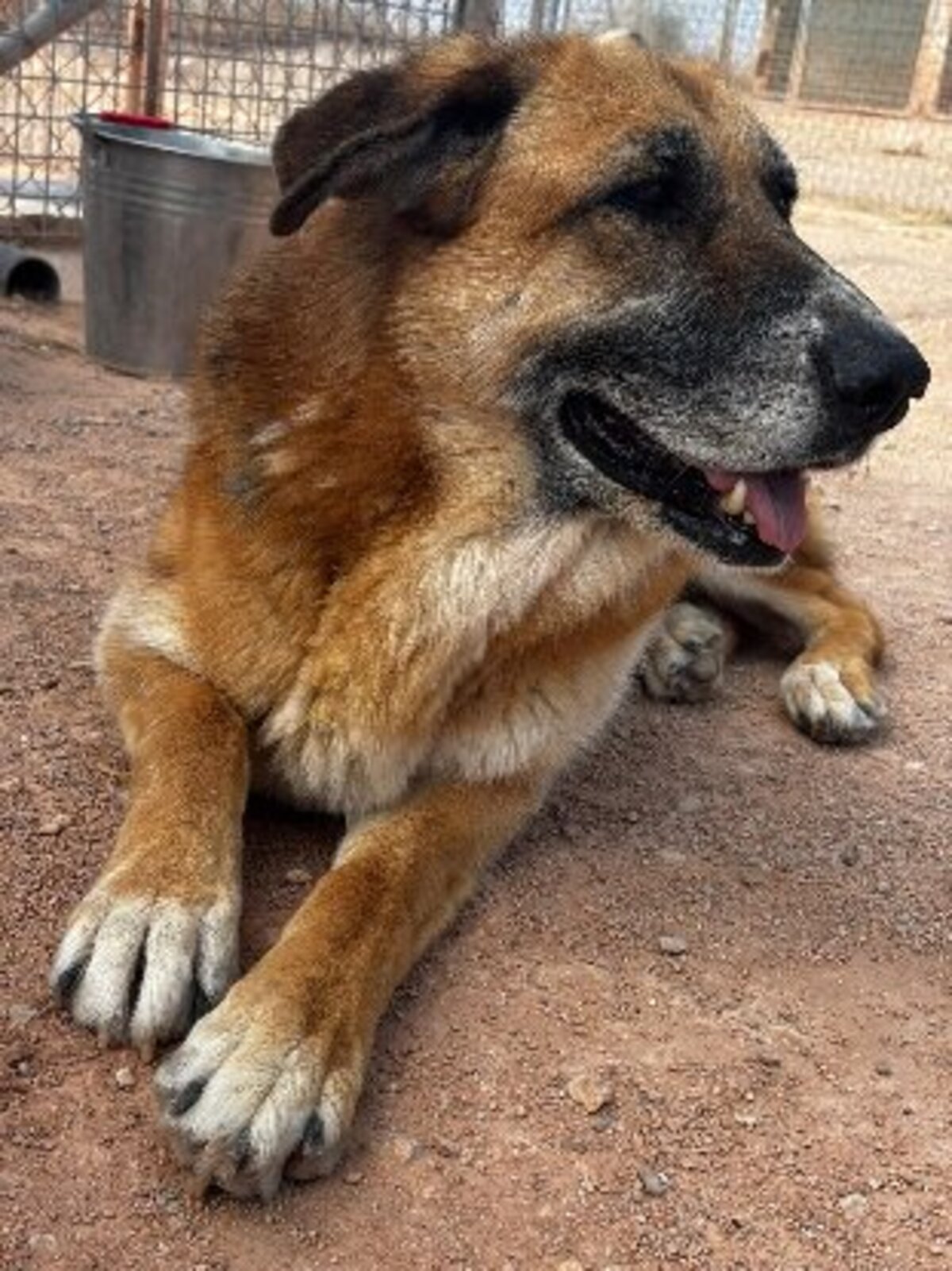 Adoption Kika