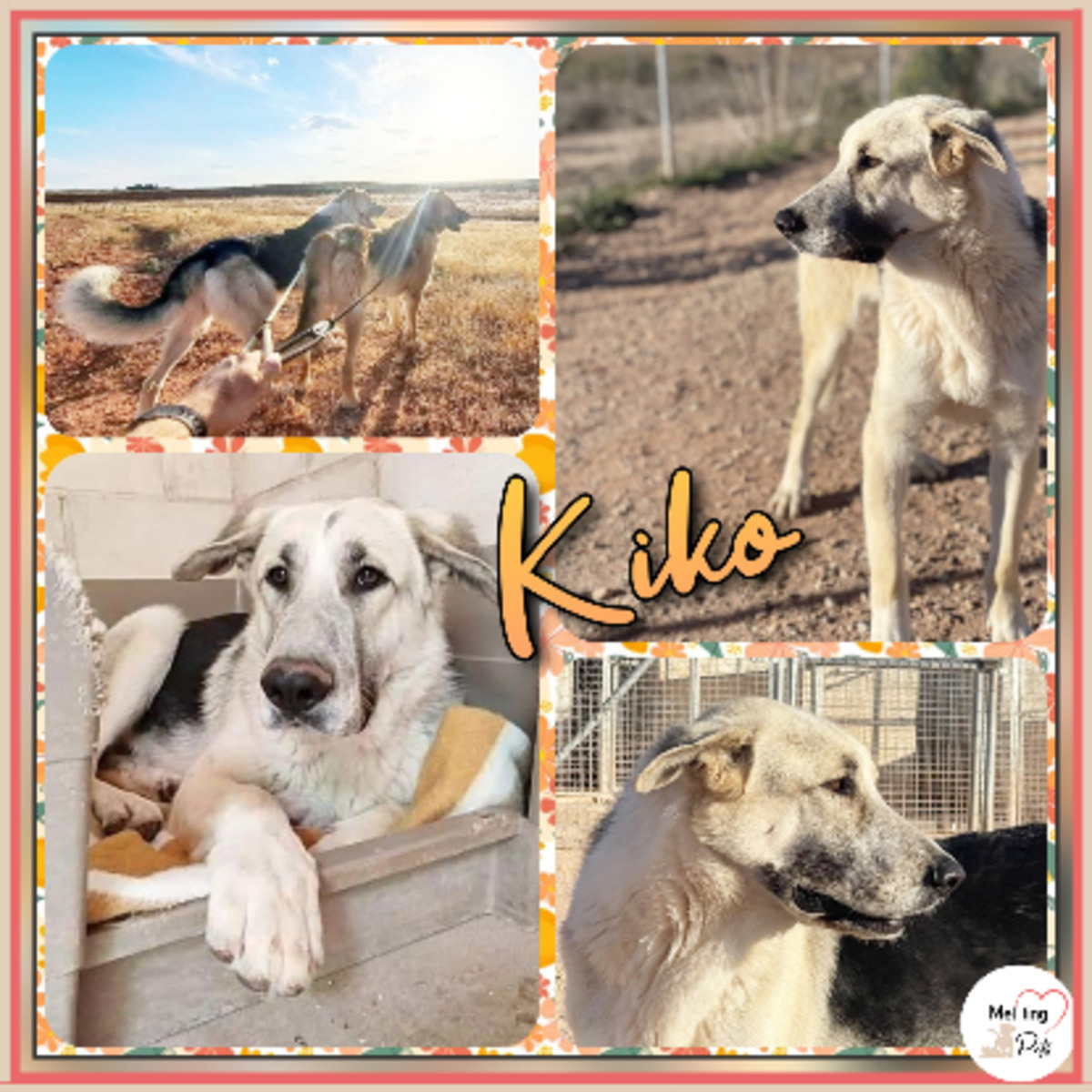 Adoption Kiko