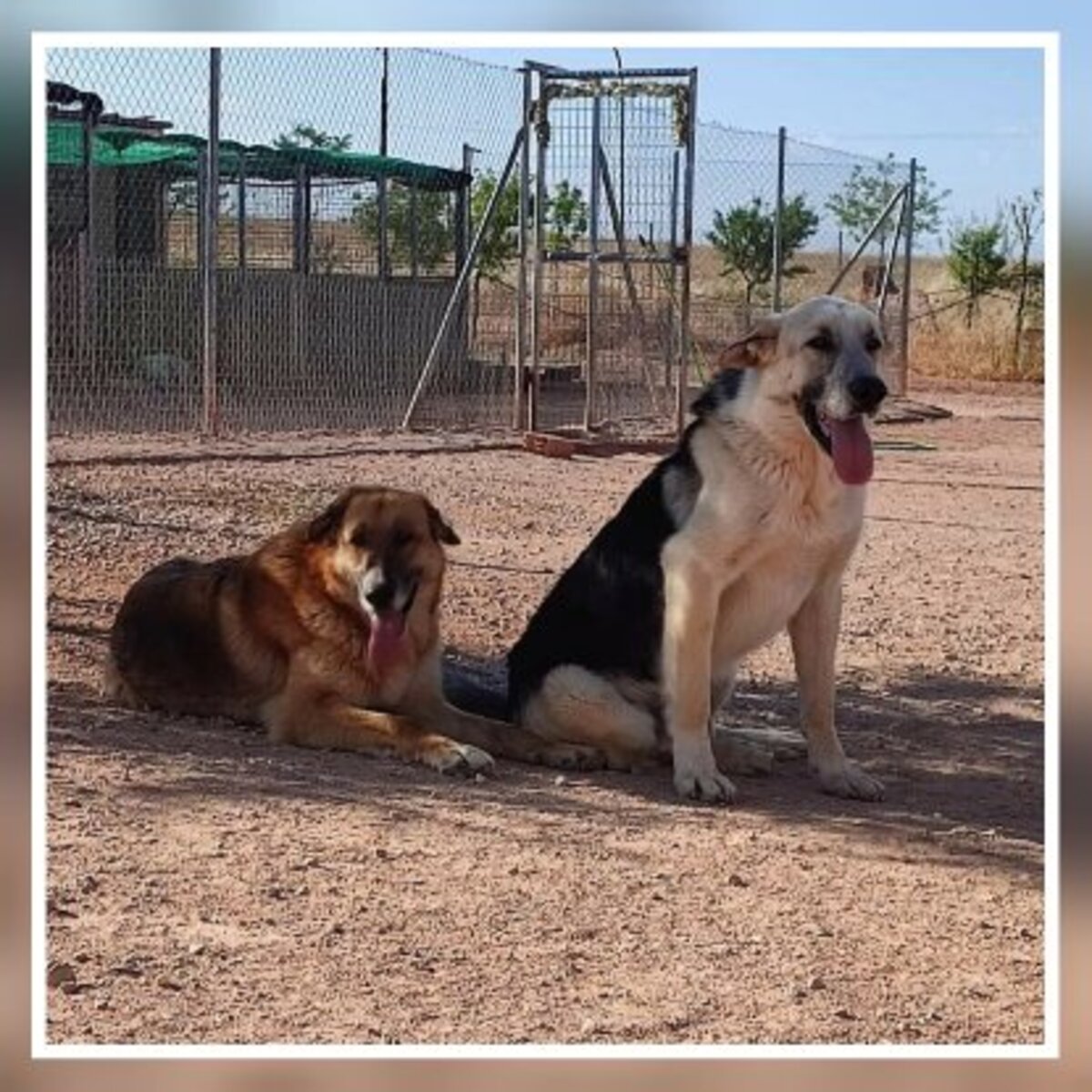 Adoption Kiko