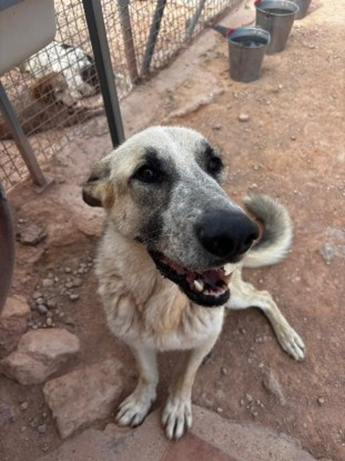 Adoption Kiko